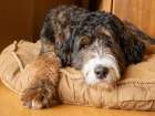 Bernedoodle dog lying on a dog bed. Art Print